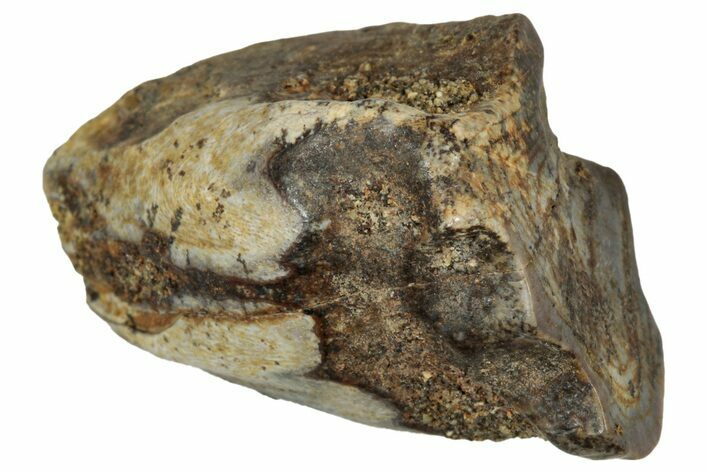 Fossil Triceratops Shed Tooth - Montana #350718
